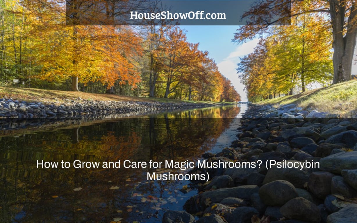 How to Grow and Care for Magic Mushrooms? (Psilocybin Mushrooms)