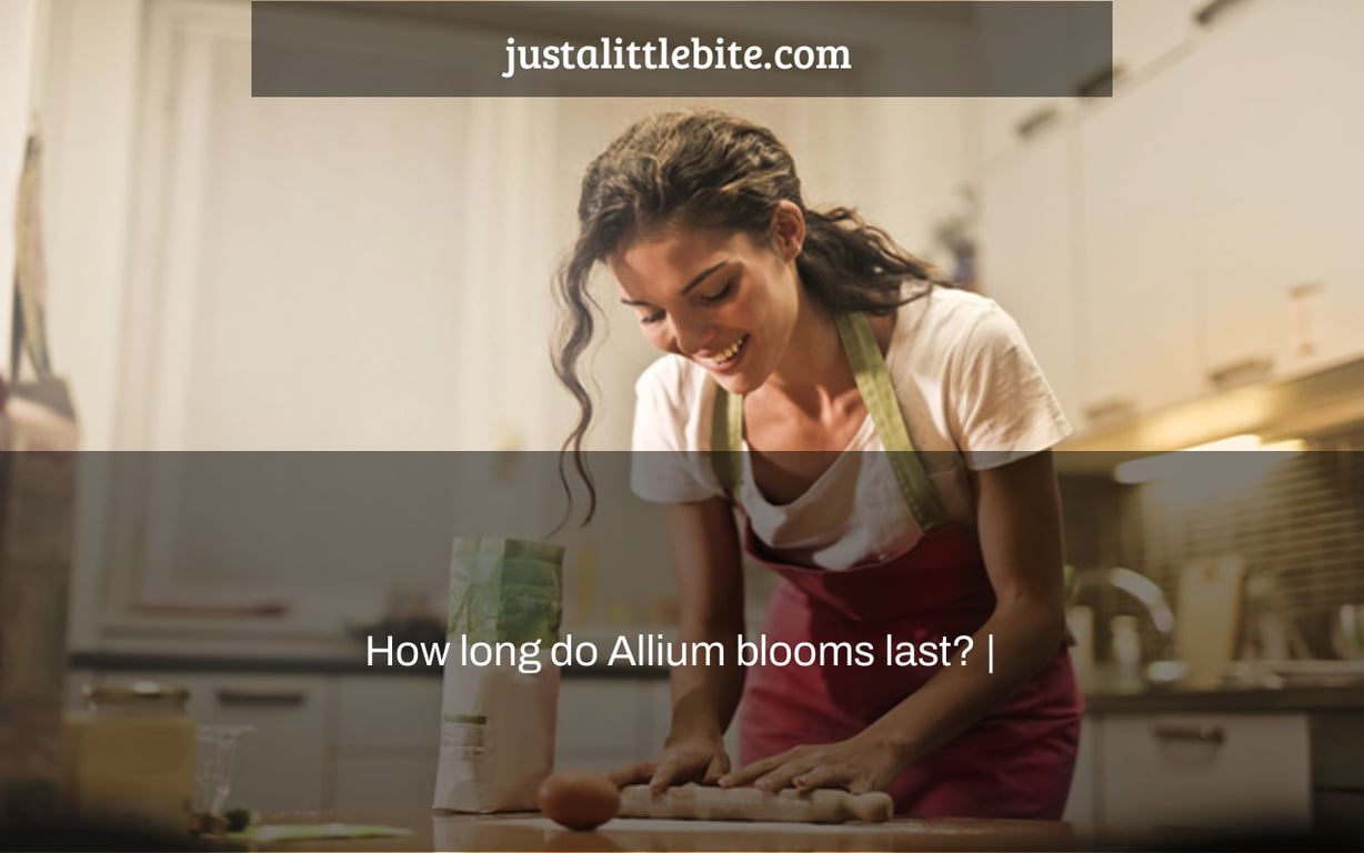 How long do Allium blooms last? |