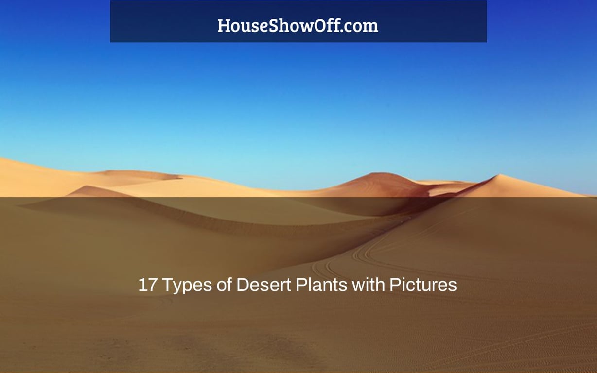 17 Types of Desert Plants with Pictures