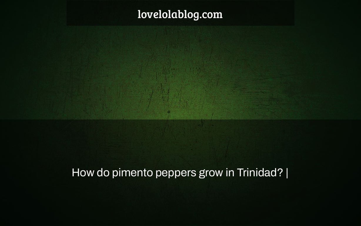 How do pimento peppers grow in Trinidad? |