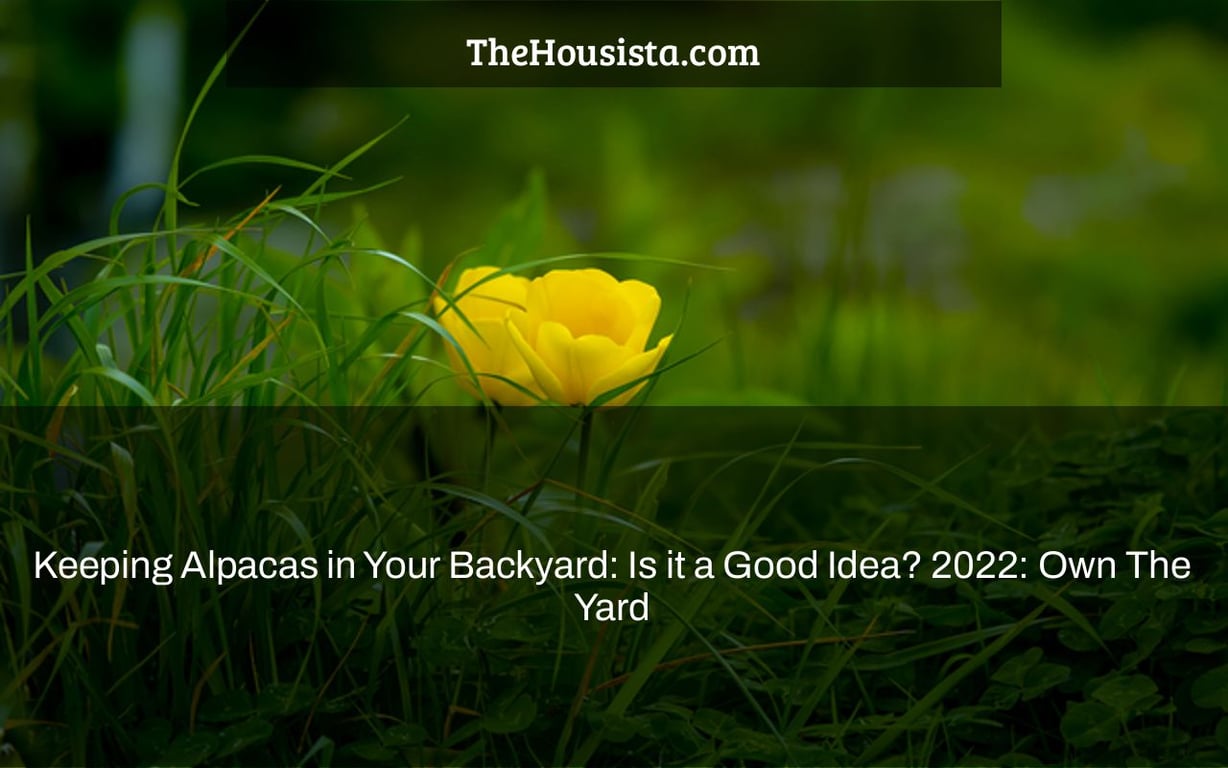 Keeping Alpacas in Your Backyard: Is it a Good Idea? 2022: Own The Yard