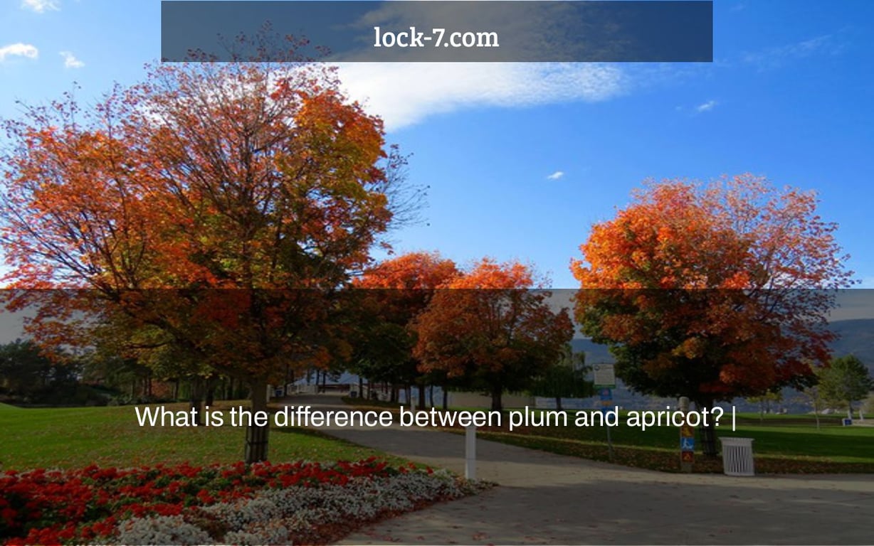 What is the difference between plum and apricot? Lock 7