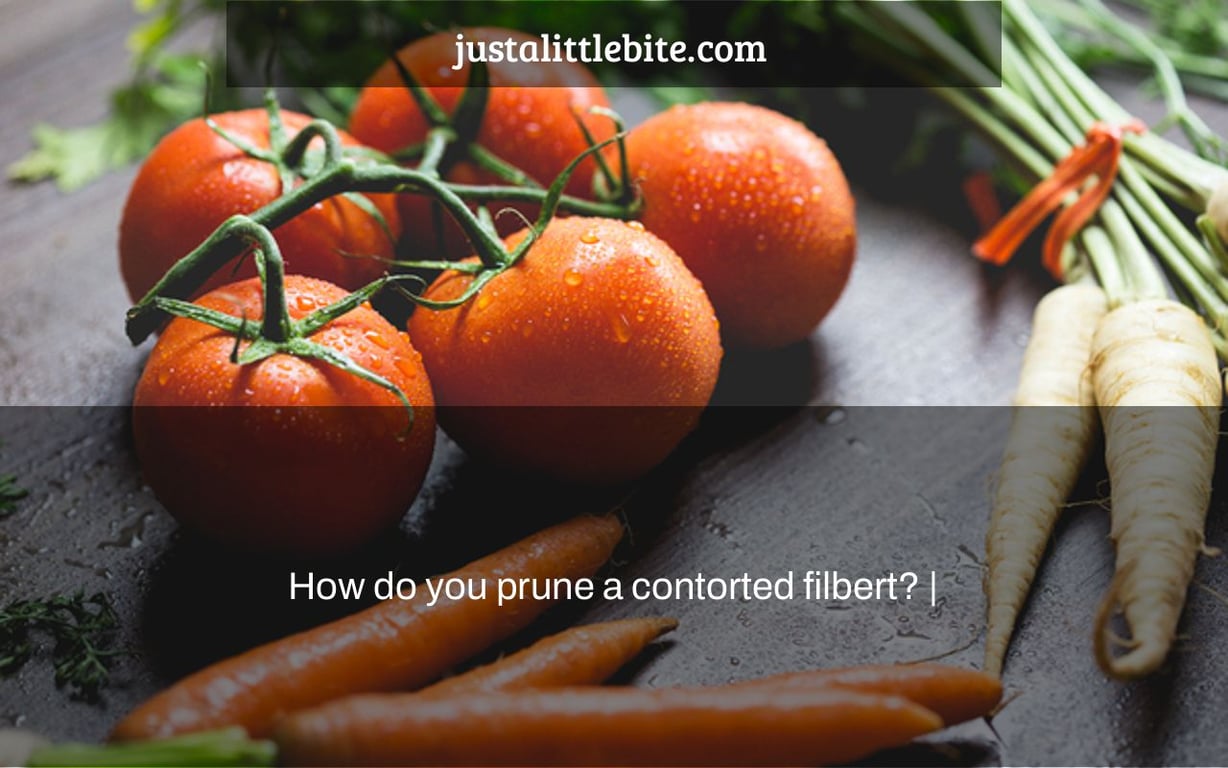 How do you prune a contorted filbert? |