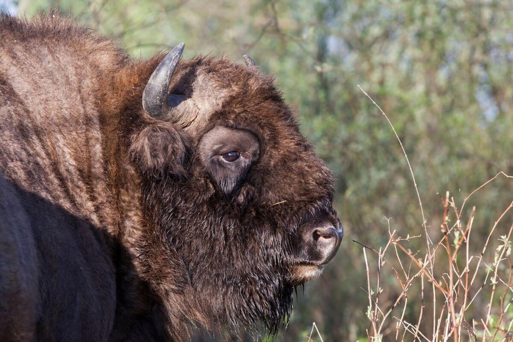 Polonya'da gezilecek yerler - Białowieża Ormanı