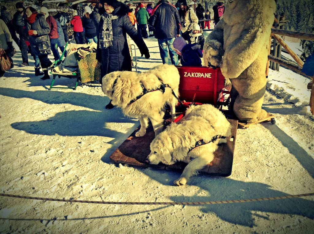 zakopane dağı