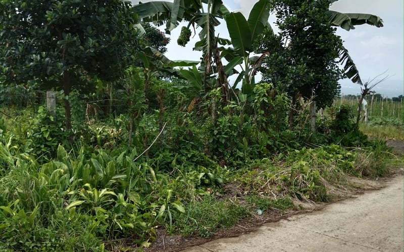 Farm Lot for Sale