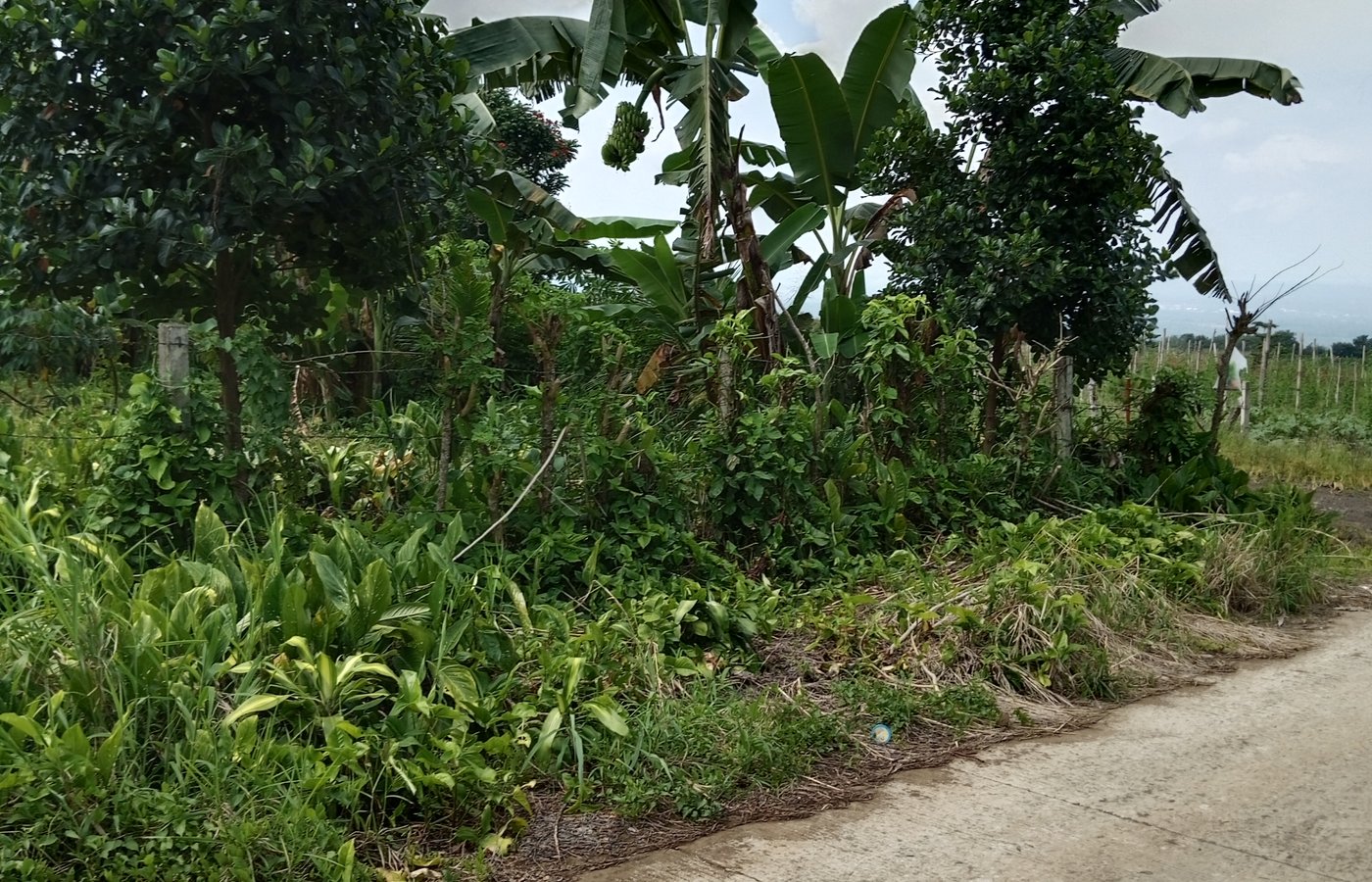 Farm Lot for Sale