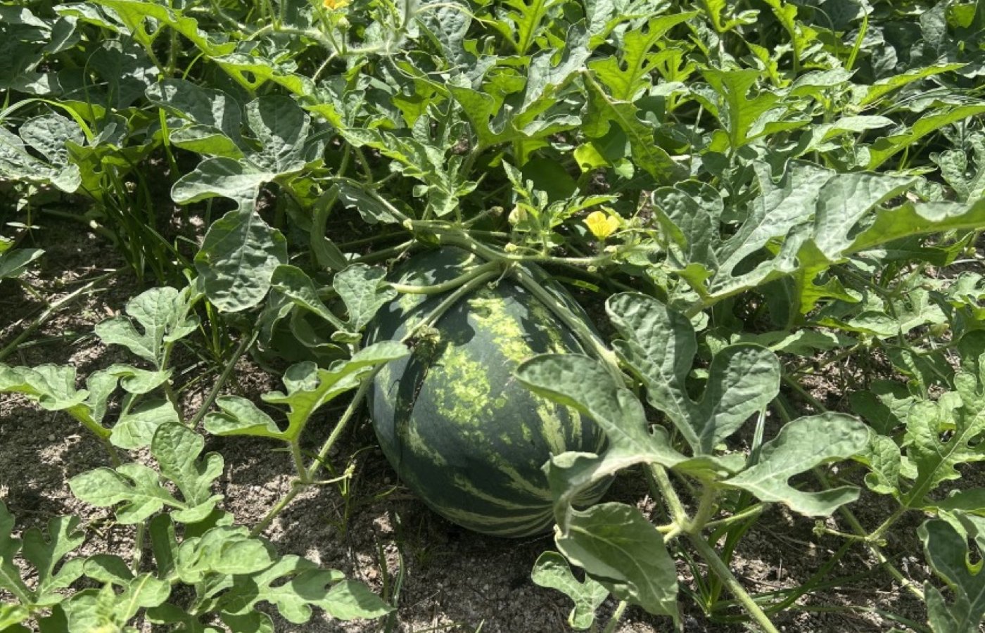 Photo 6 of 6 — Agricultural lot for sale, Mexico