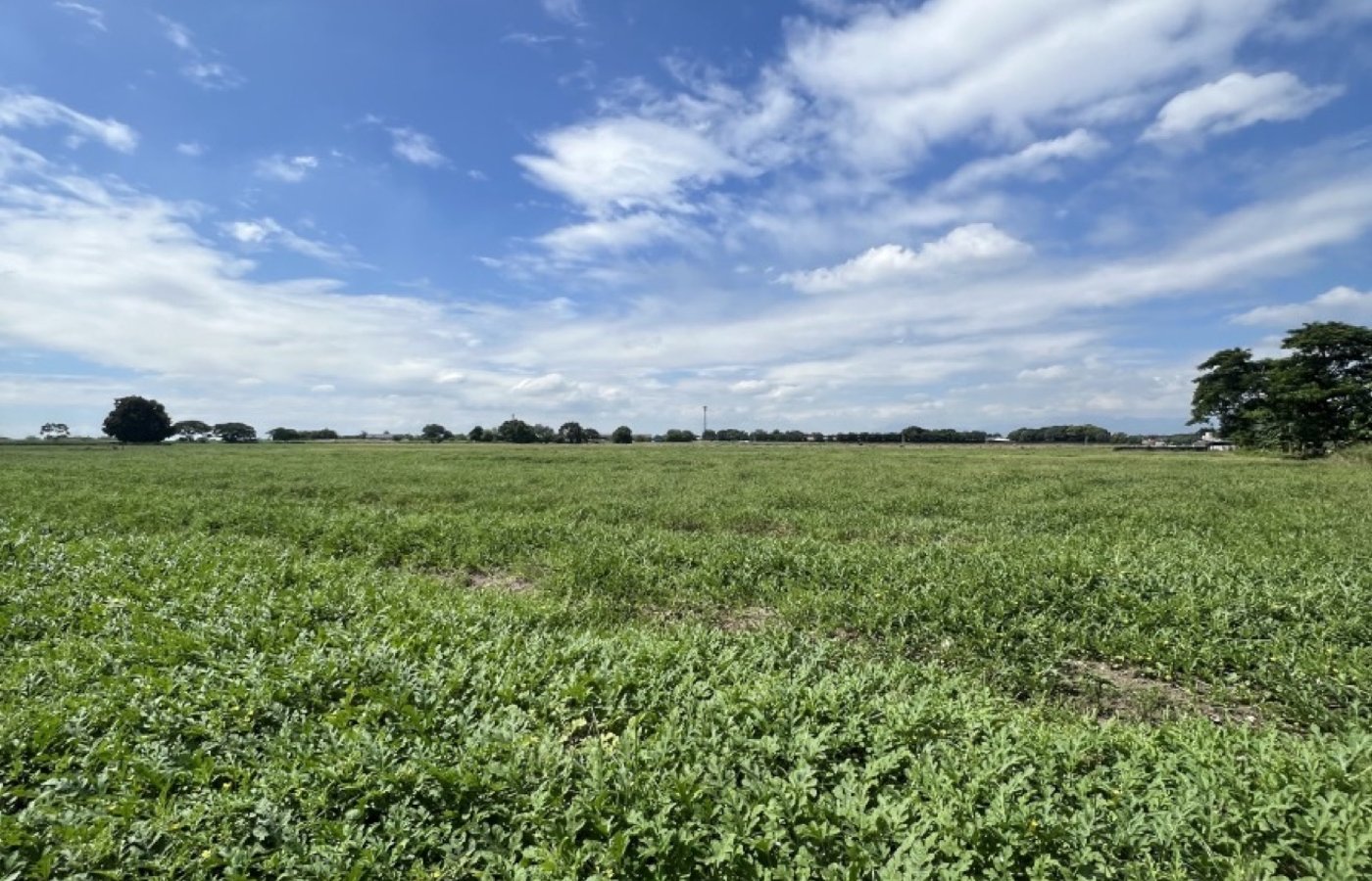 Photo 5 of 6 — Agricultural lot for sale, Mexico