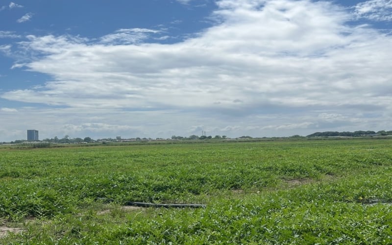 42-Hectare Agricultural Land along NLEX for Sale in Mexico, Pampanga