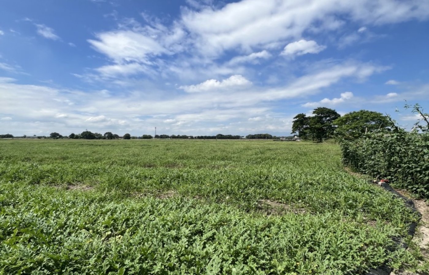 Photo 4 of 6 — Agricultural lot for sale, Mexico