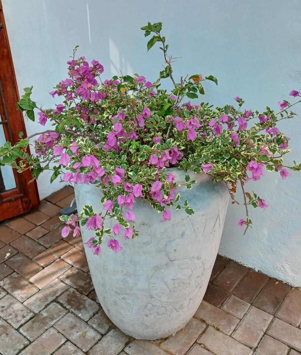 Image 37