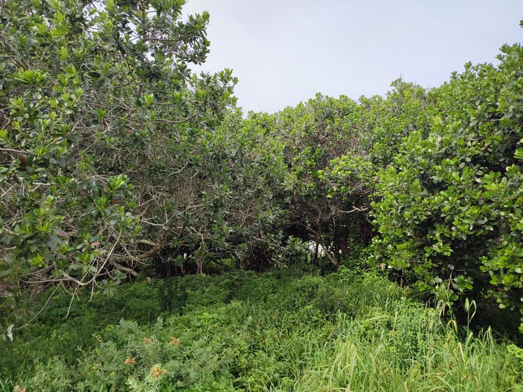 Main property image