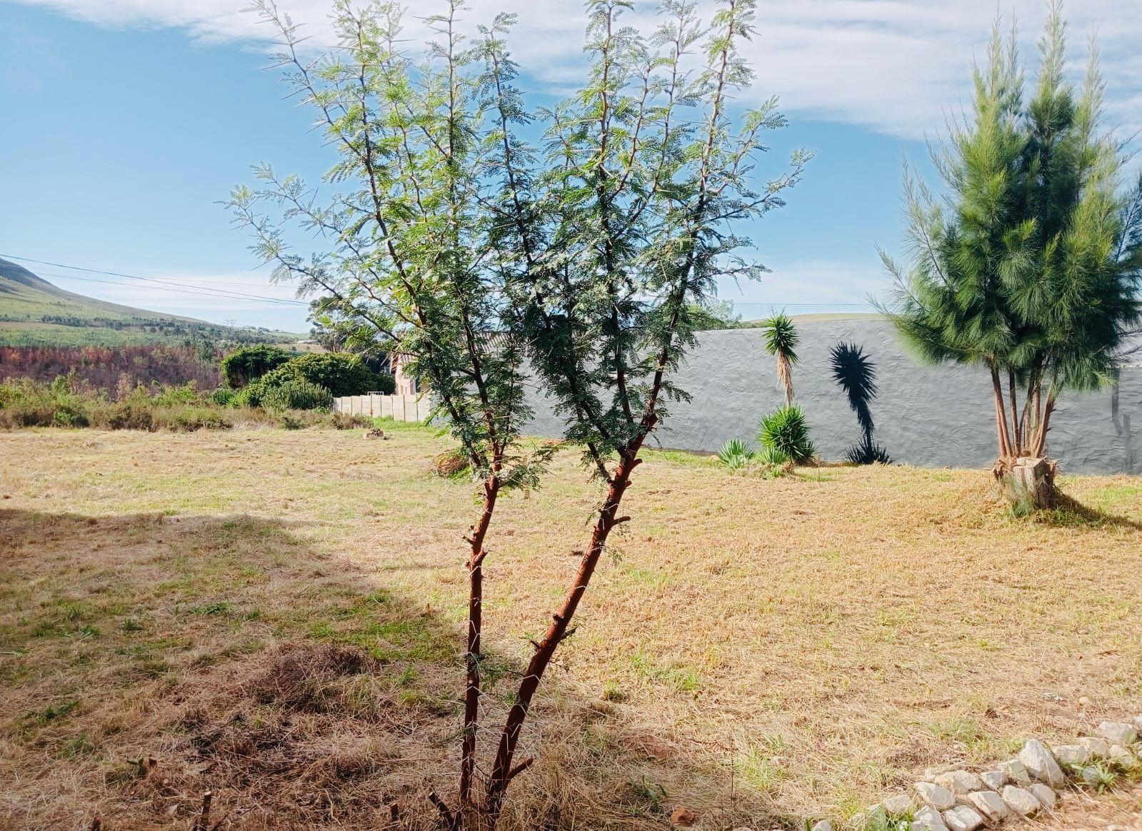 Image 15