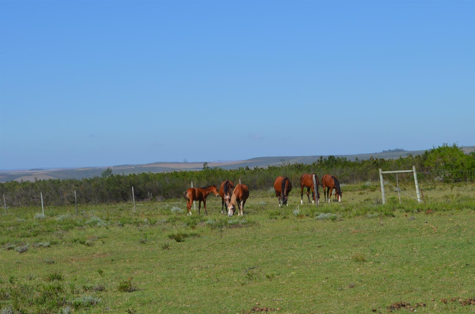 Image 87