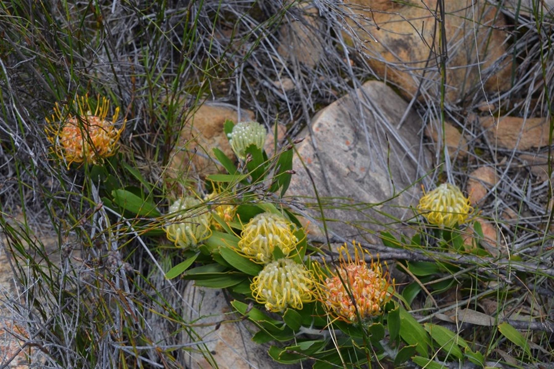 Image 64