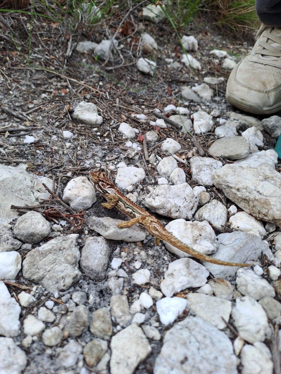Image 21