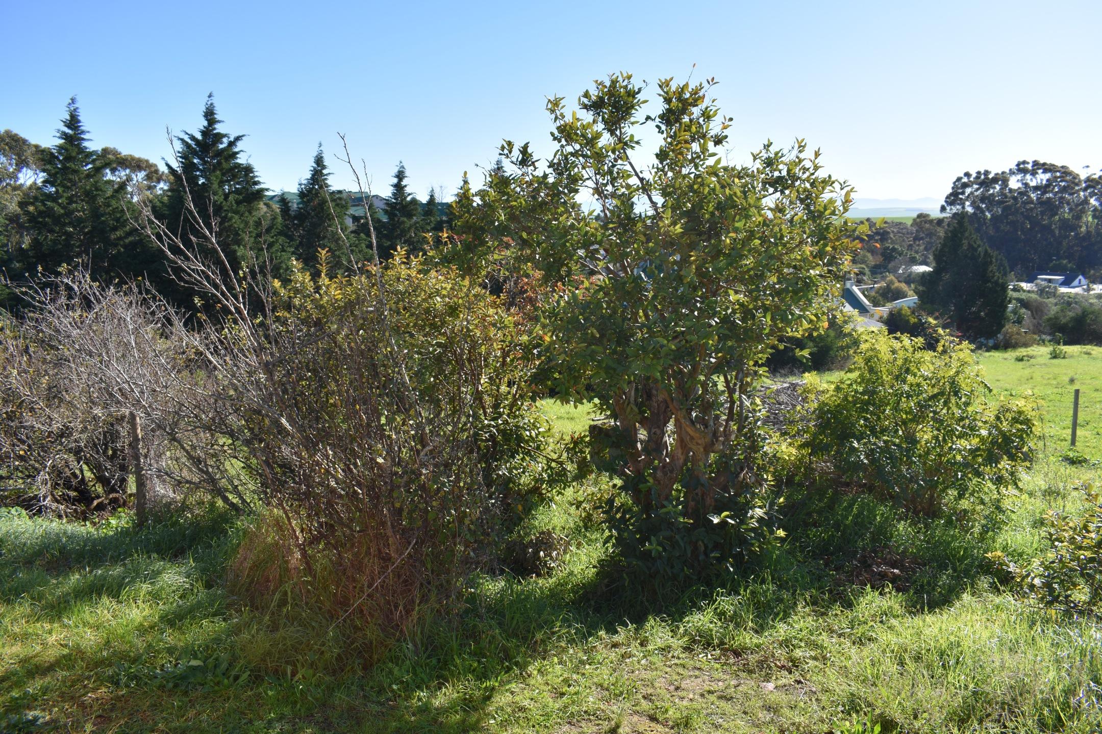 Image 15