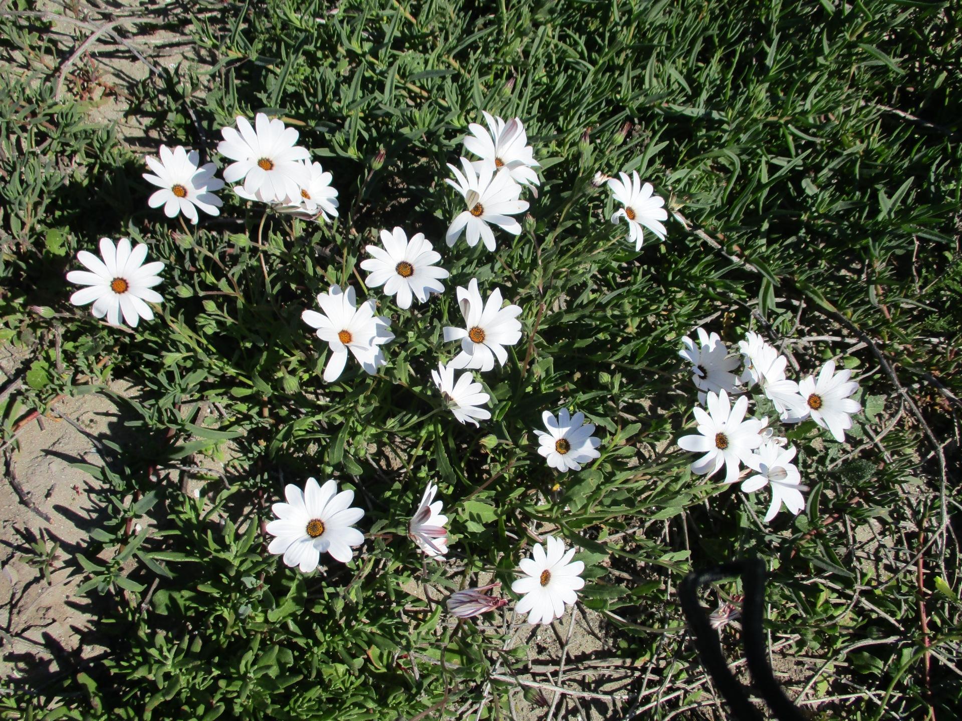 Image 15
