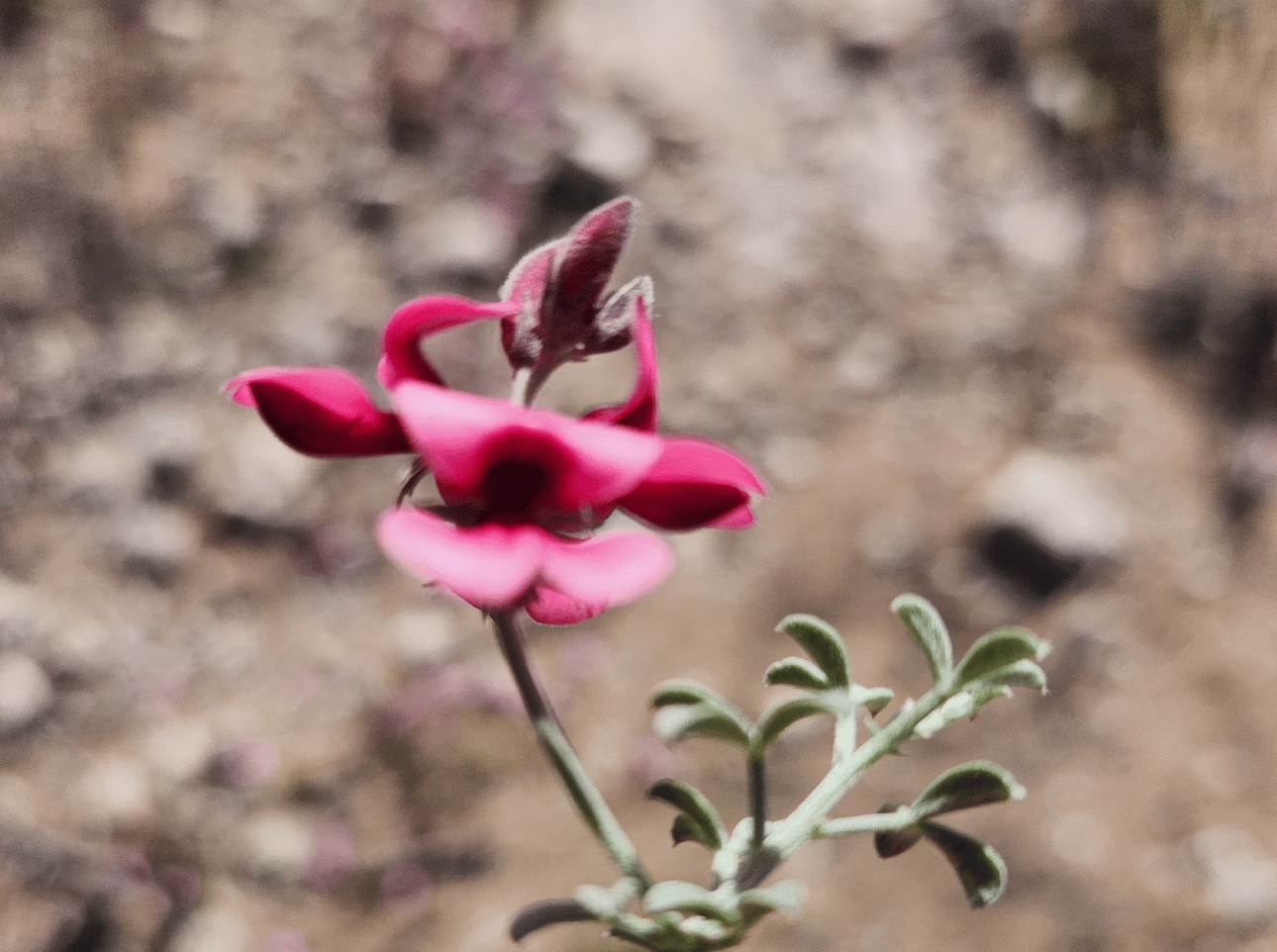 Image 43