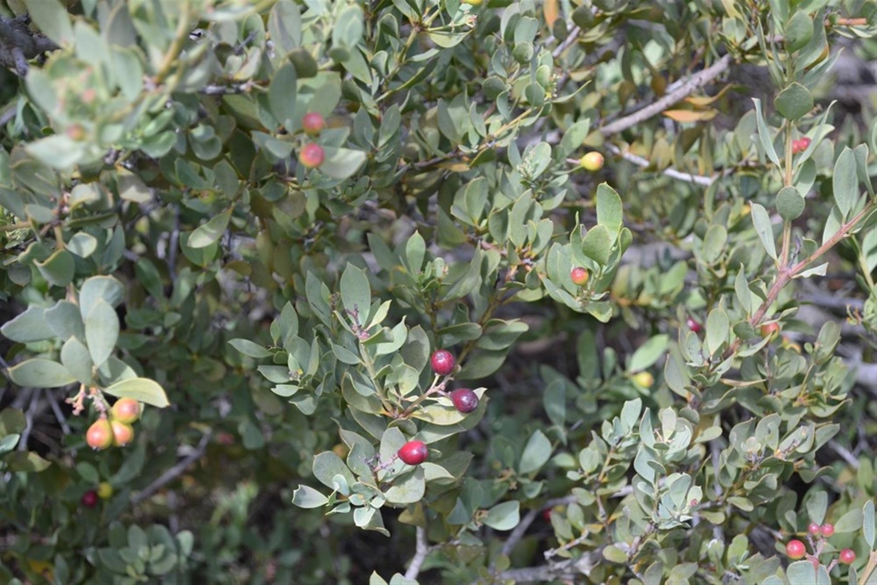 Image 68