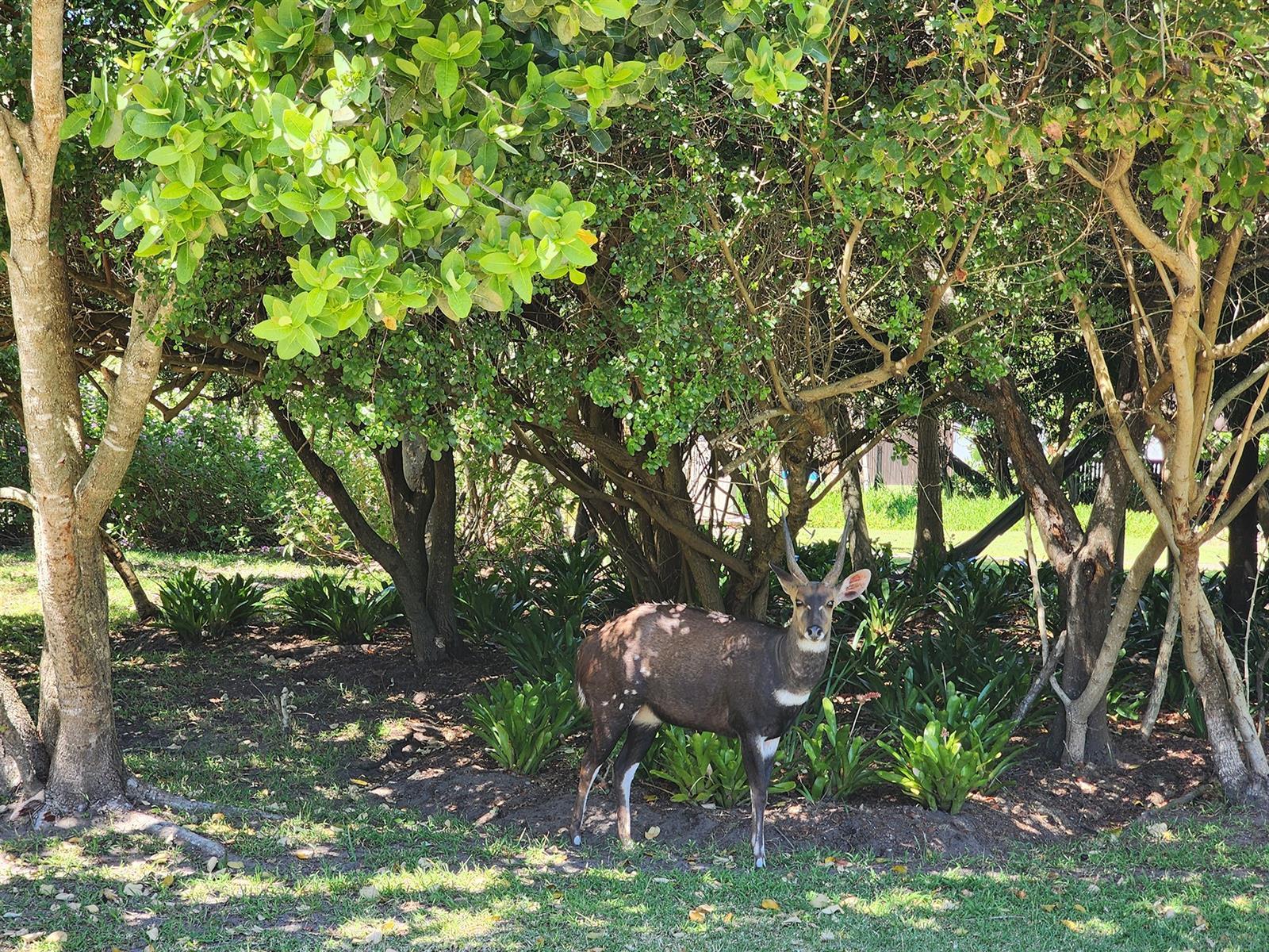 Image 32