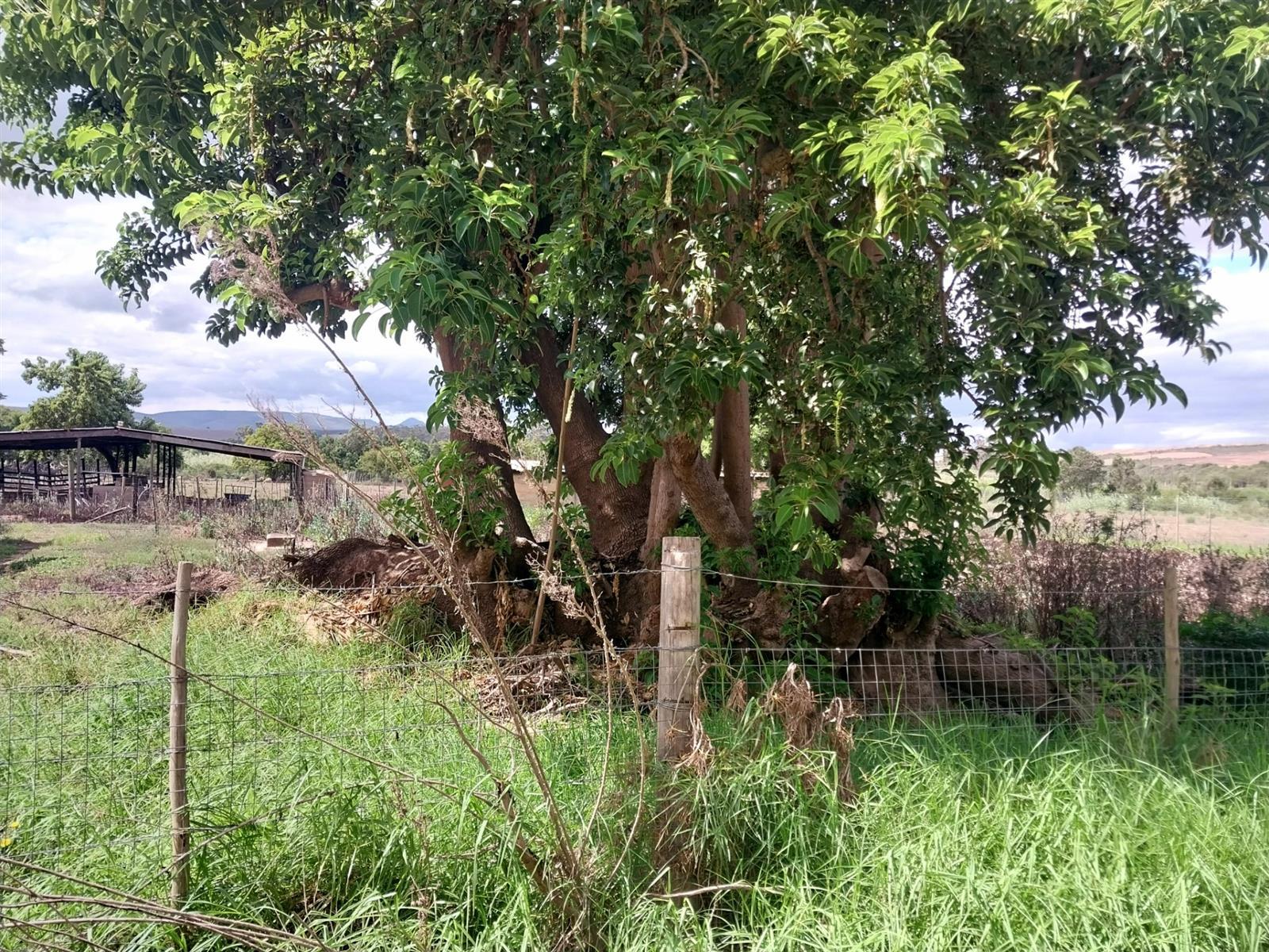 Image 32