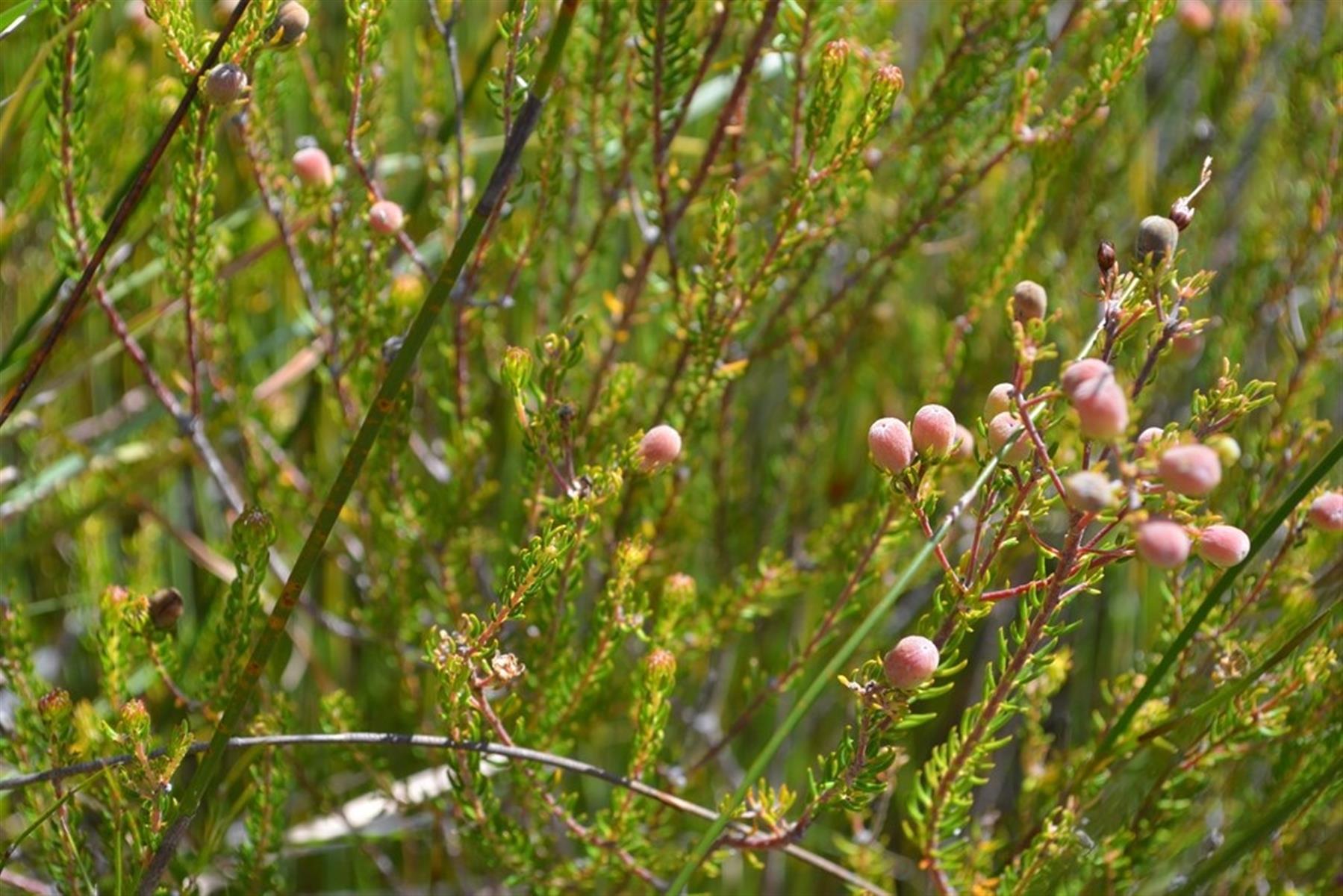 Image 67