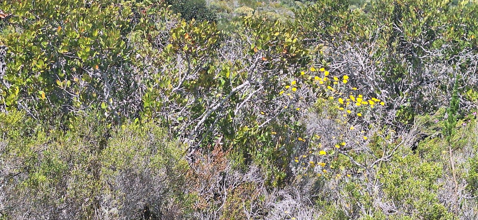 Image 15