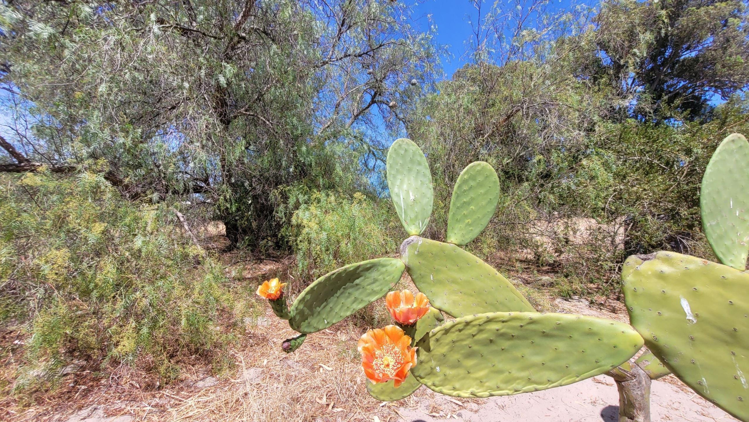 Image 32