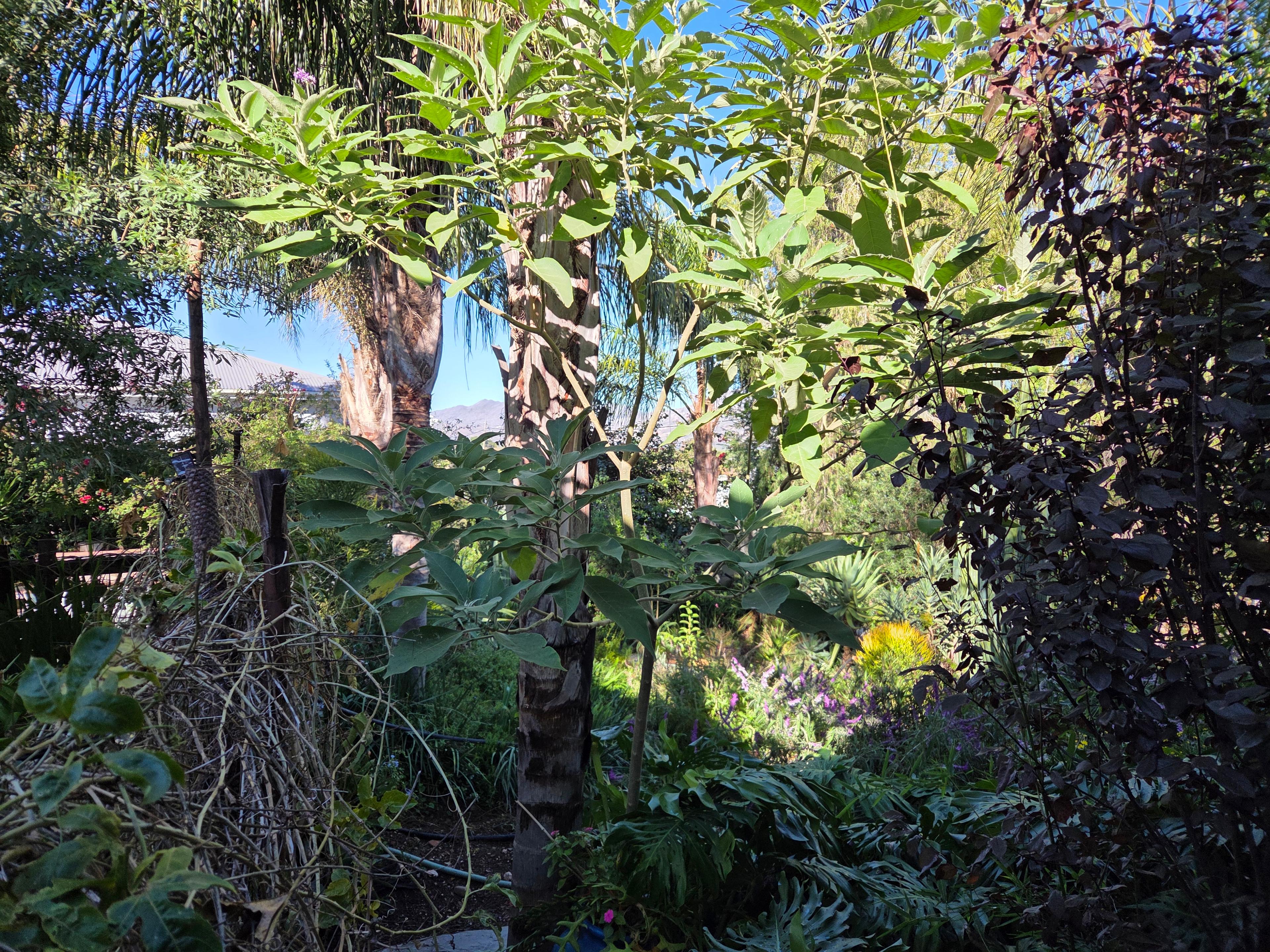 Image 6