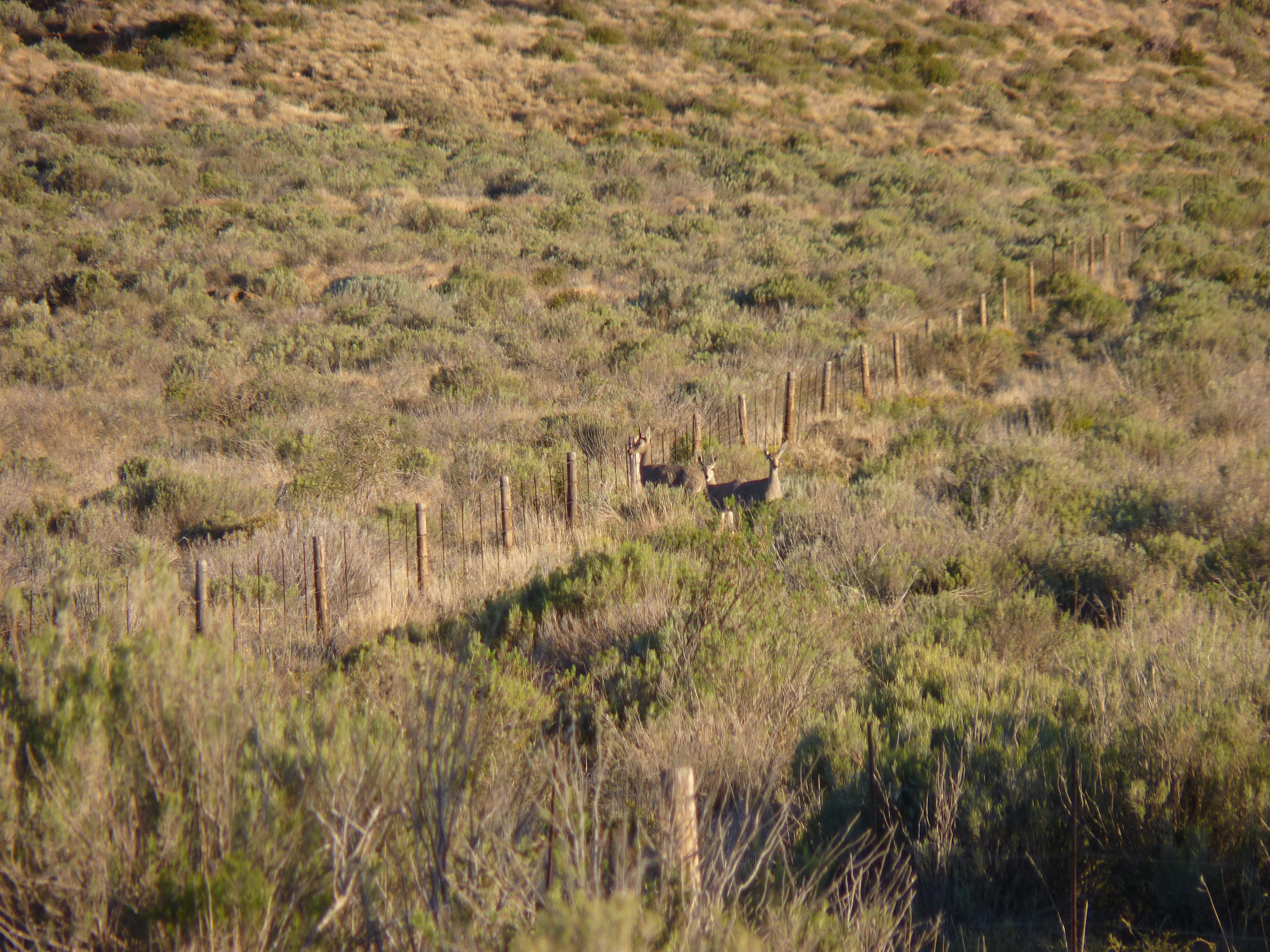 Image 64