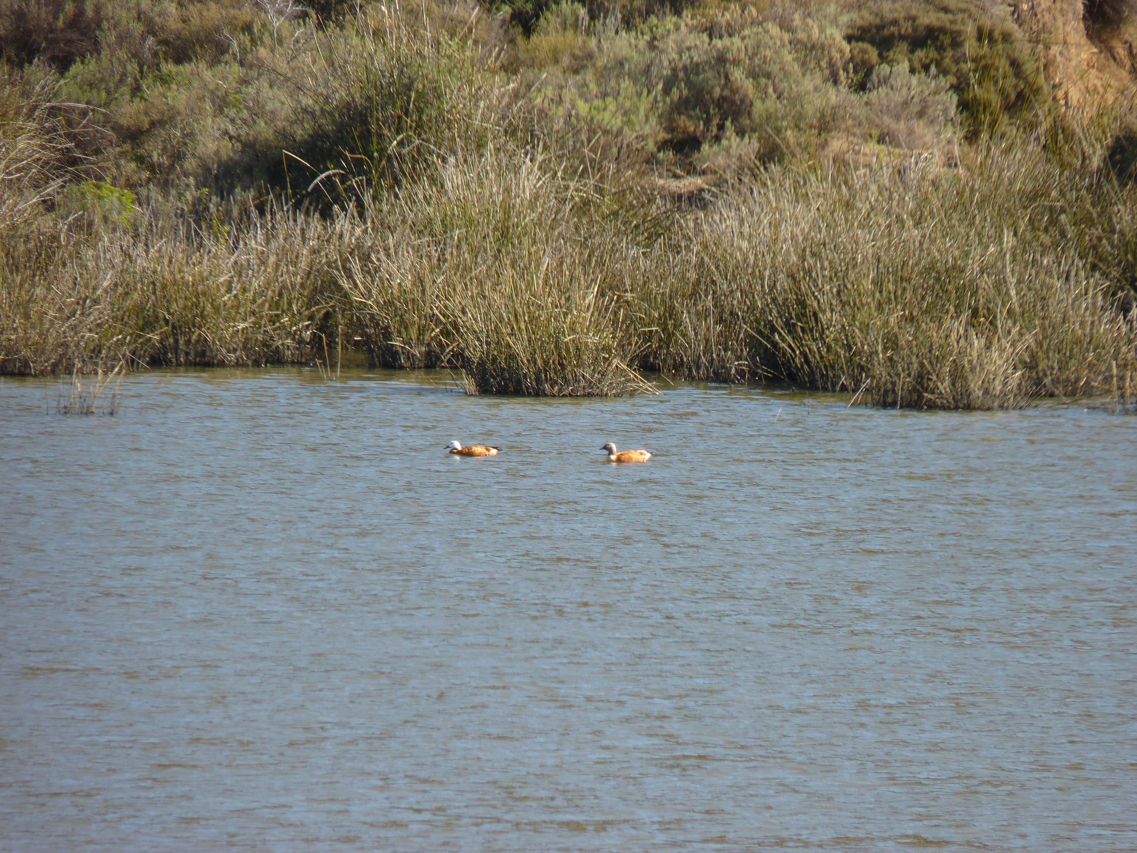 Image 48
