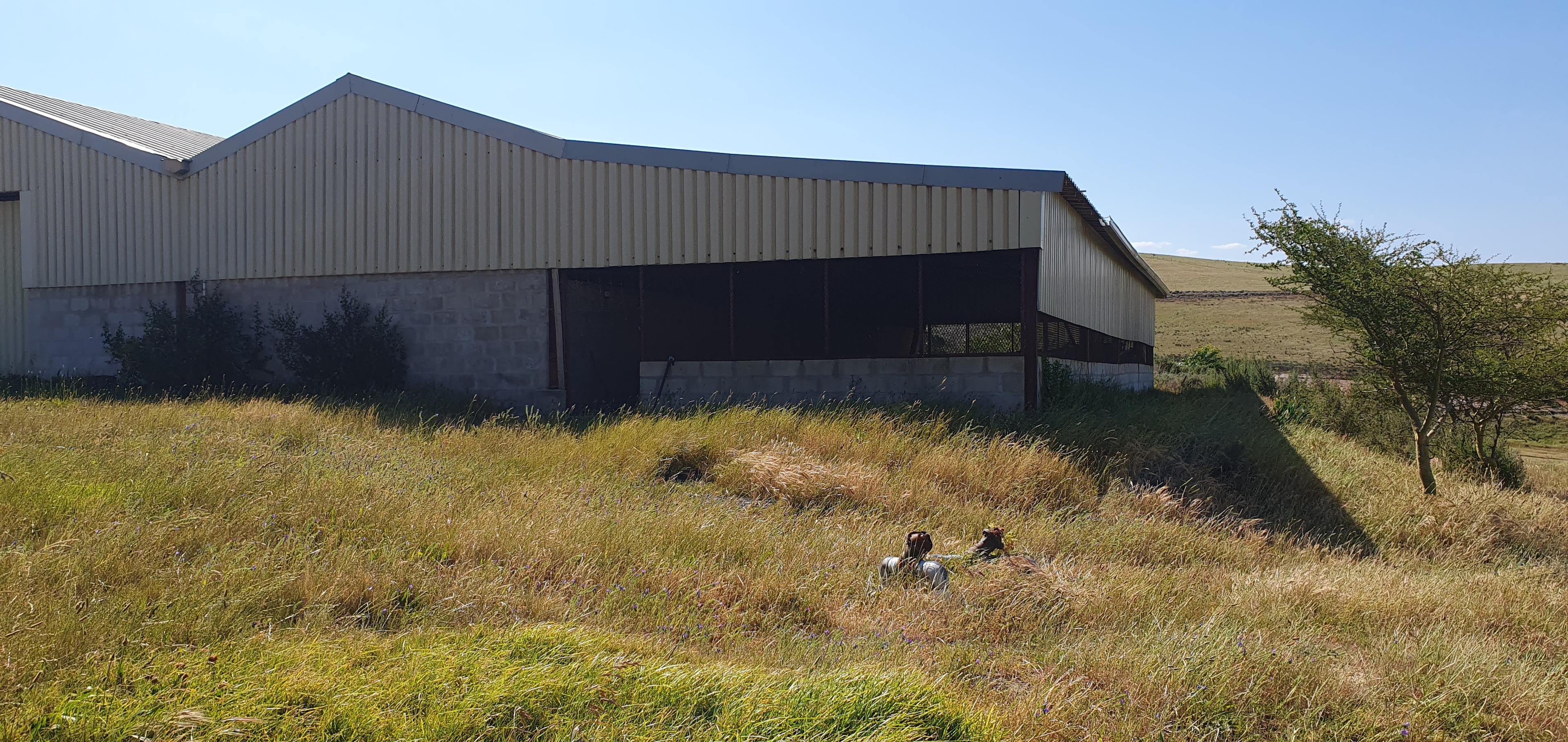 Image 66