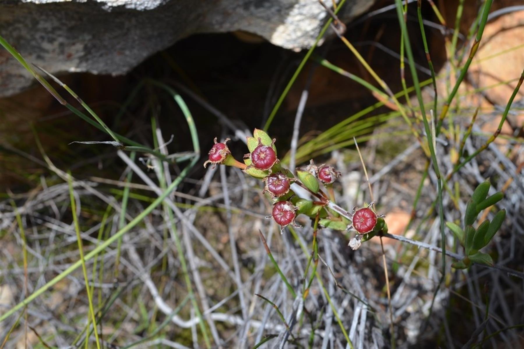 Image 63