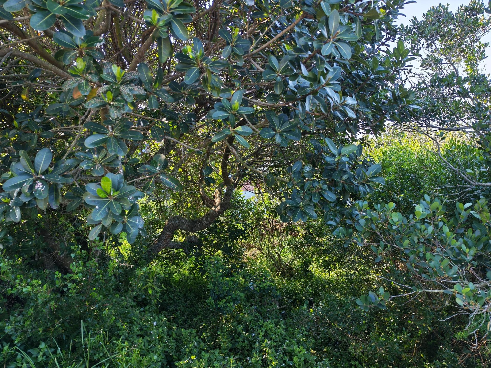Image 4 of 6