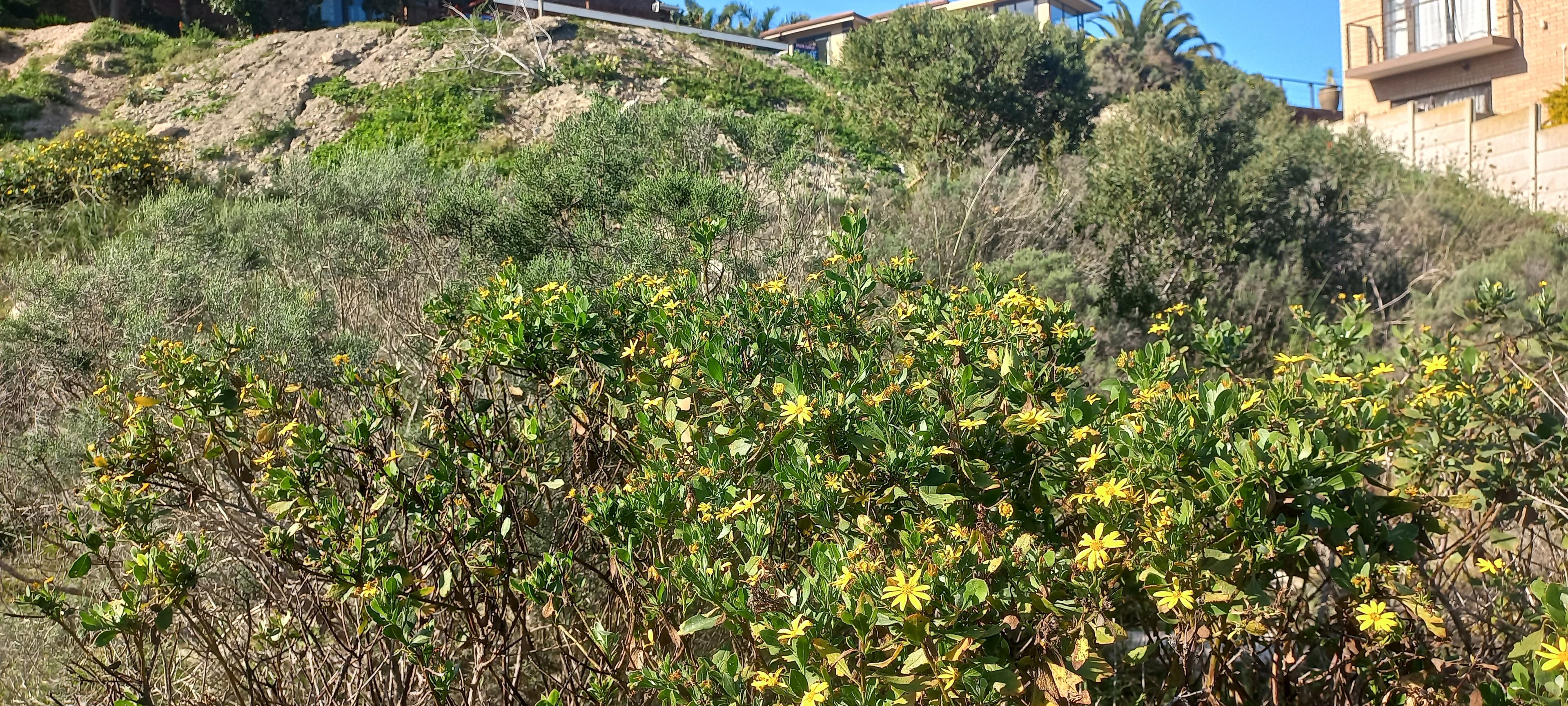 Image 15
