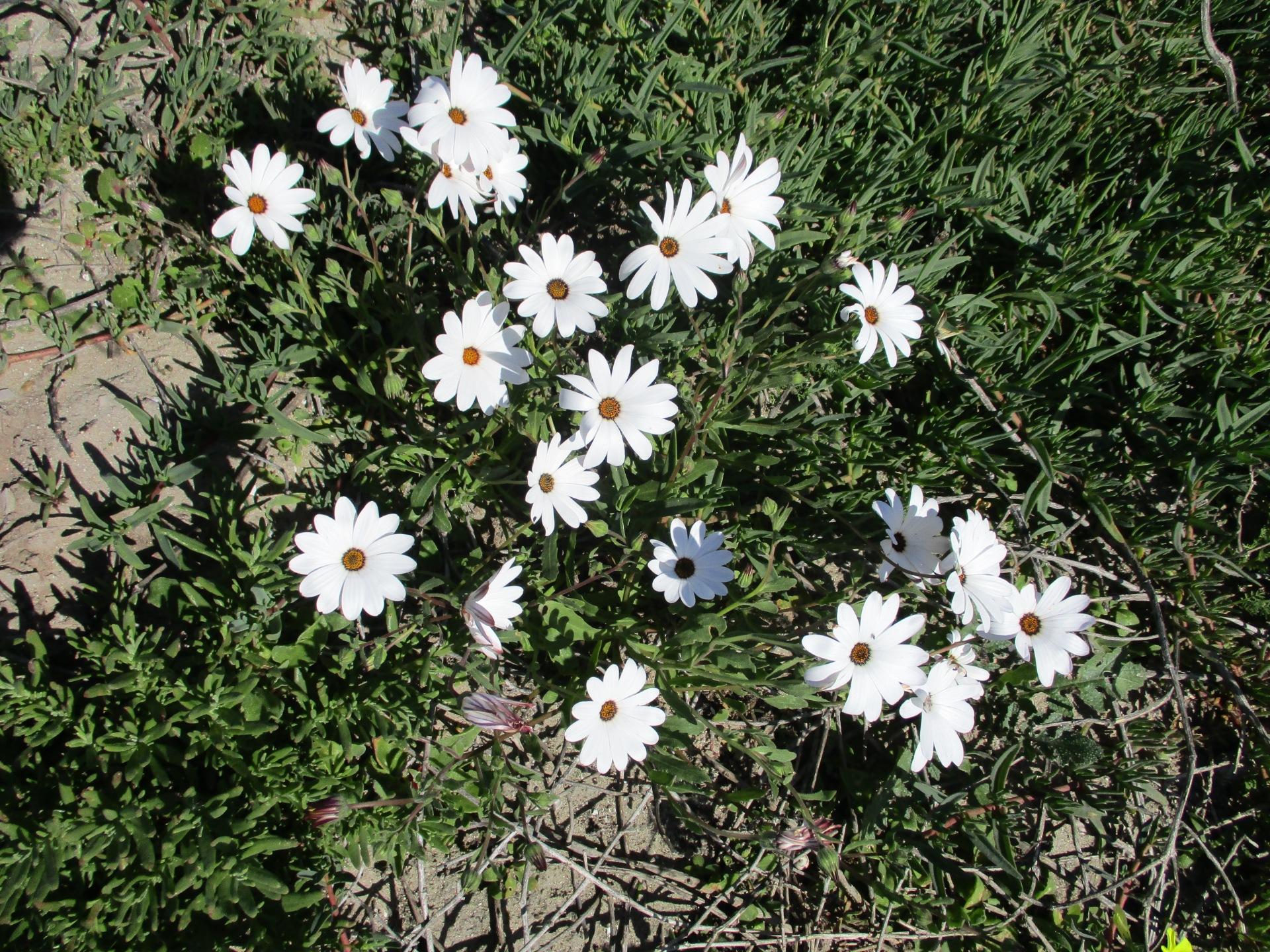 Image 17