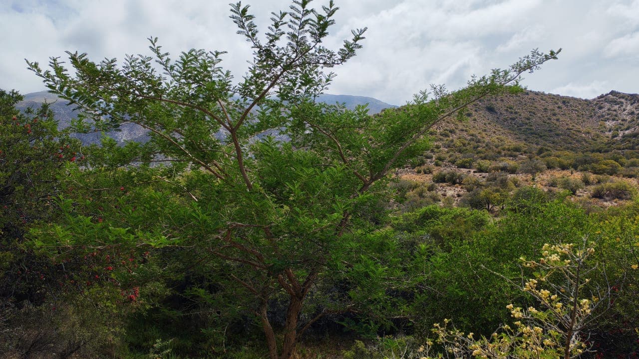 Image 13