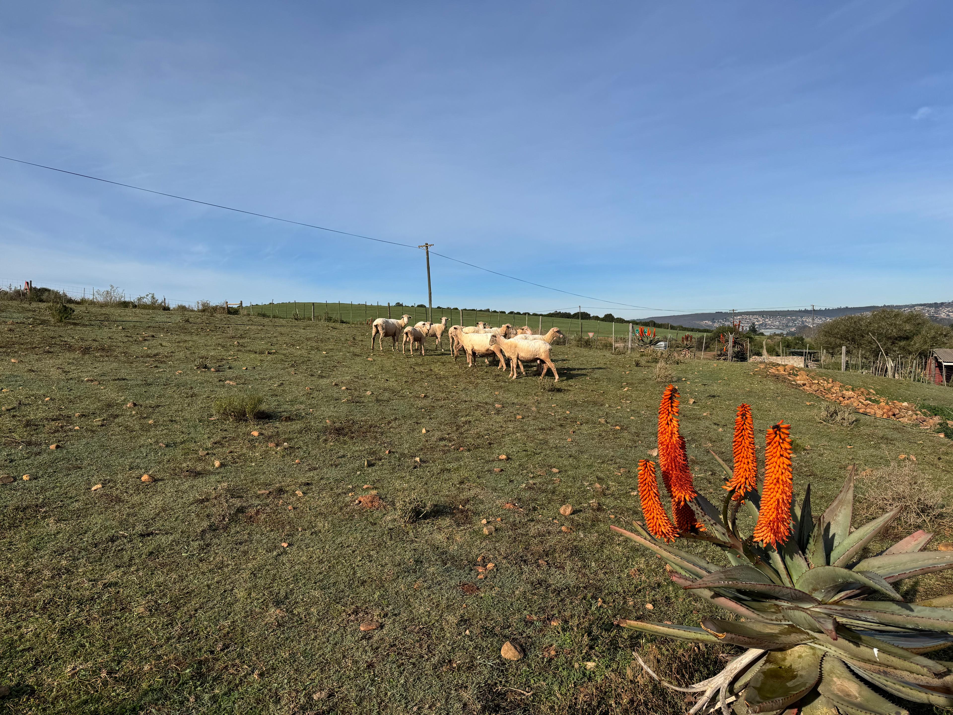 Image 15
