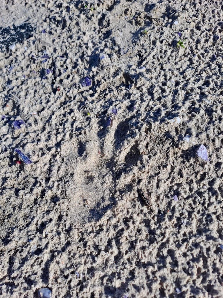 Image 13
