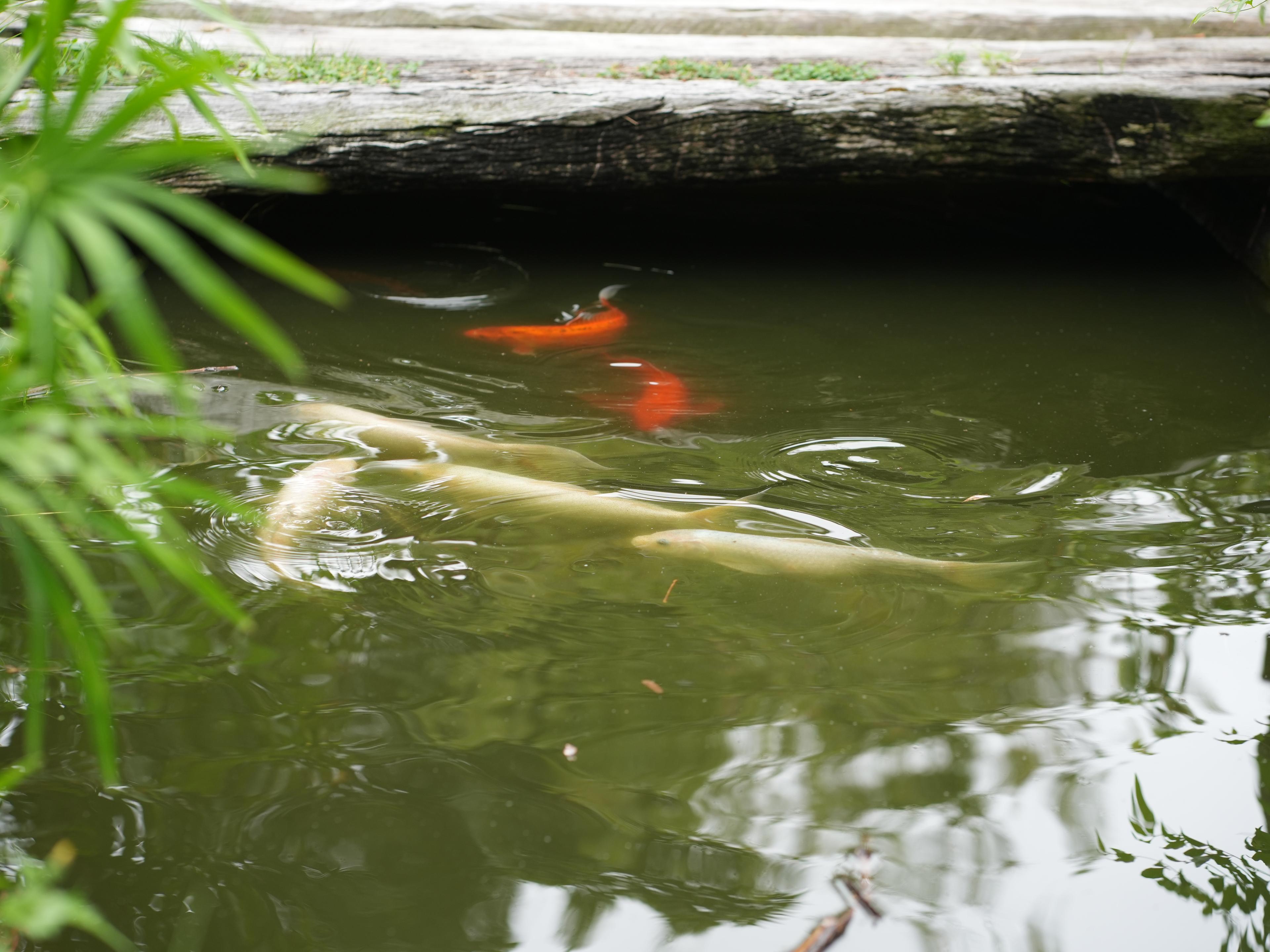 Image 31