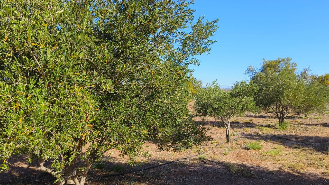 Image 5 of 6