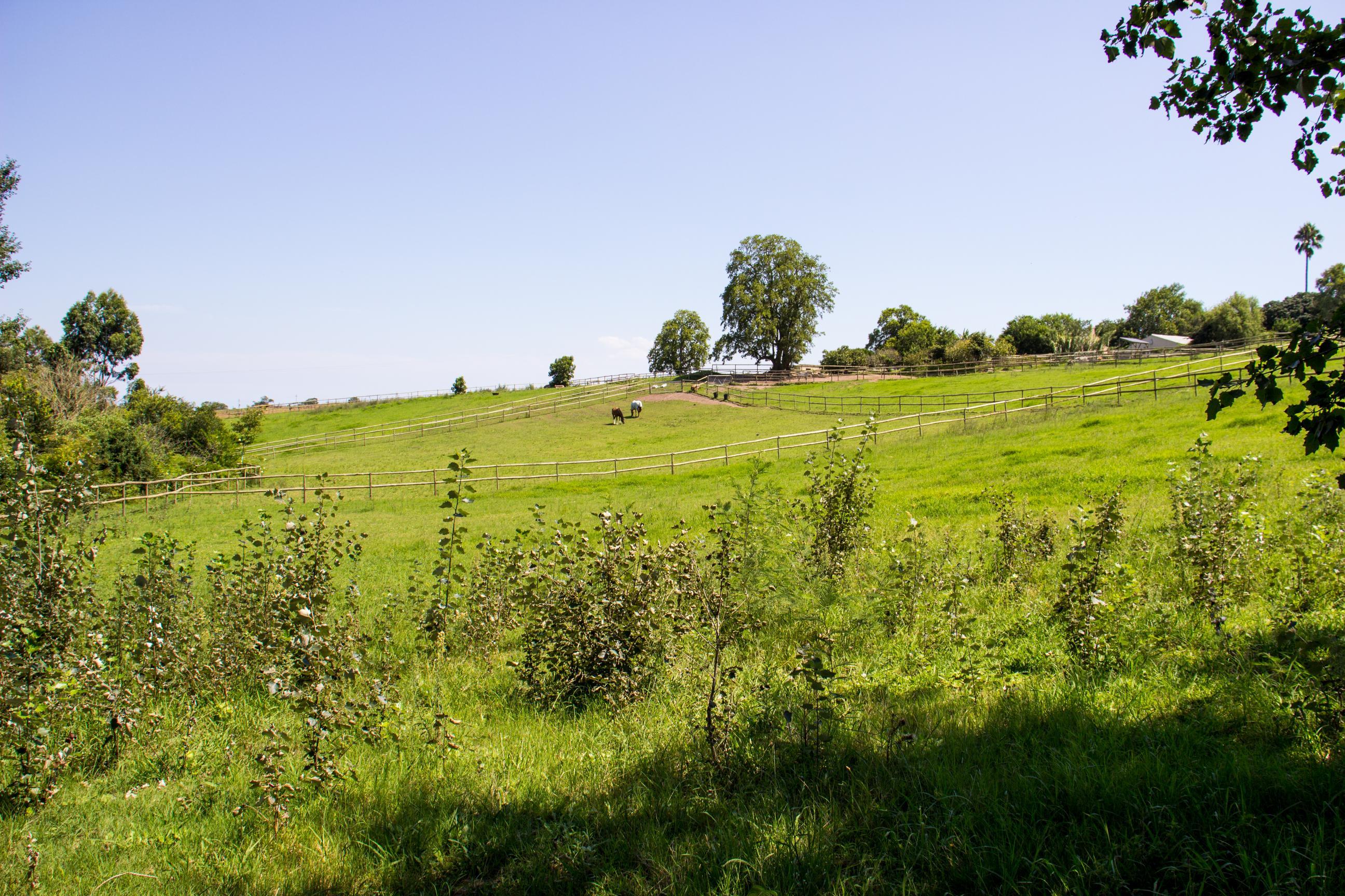 Image 26