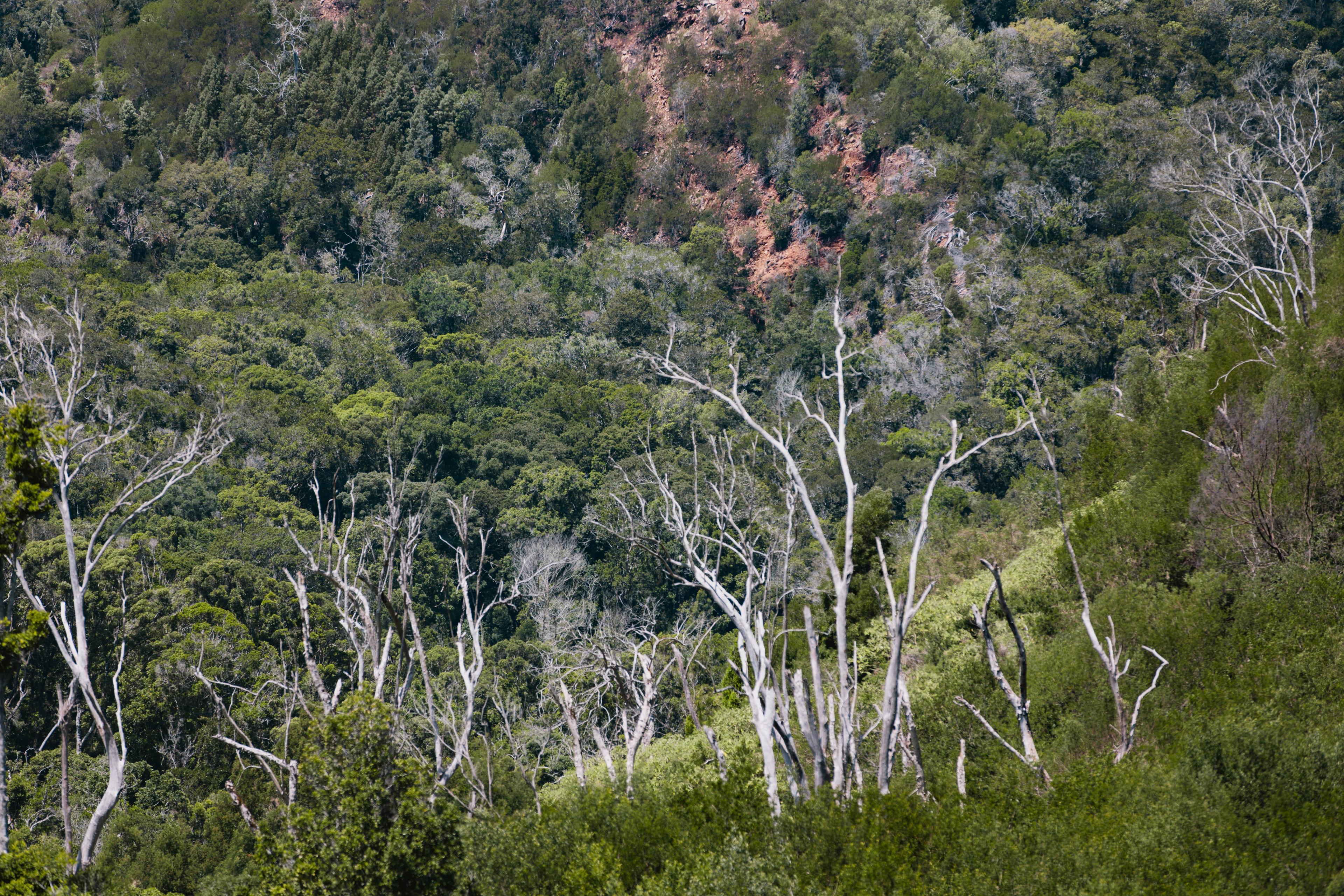 Image 4 of 6