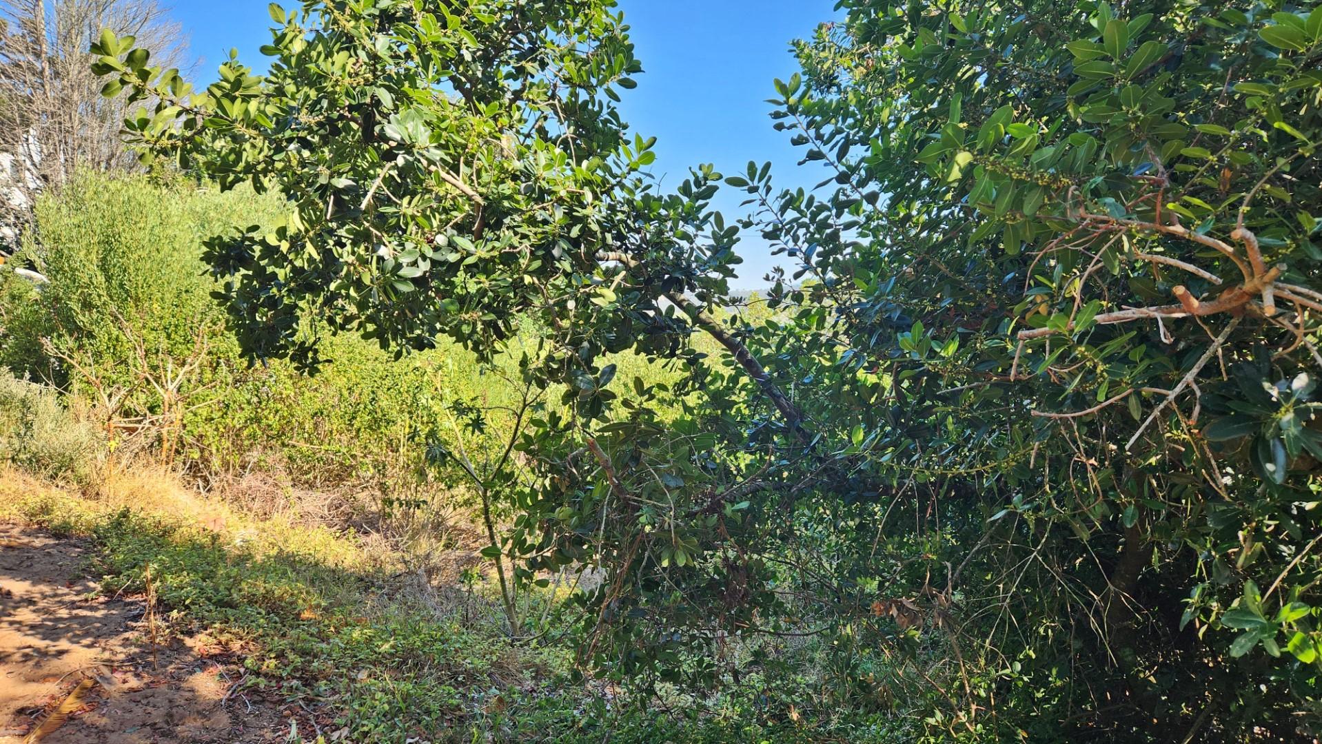 Image 4 of 6