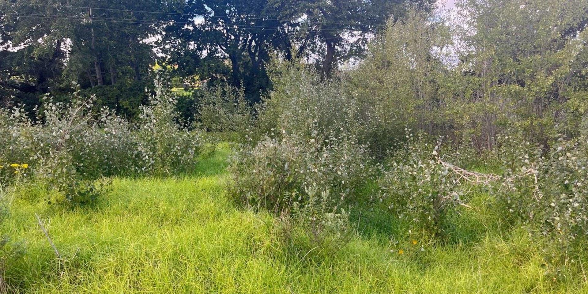 Image 4 of 6