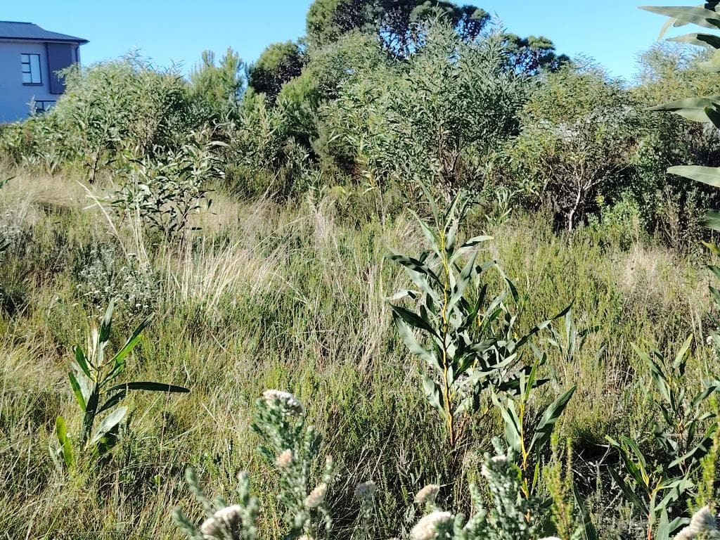 Image 4 of 6