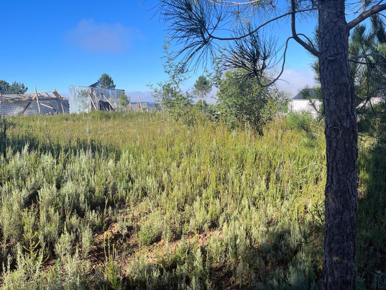 Image 4 of 6