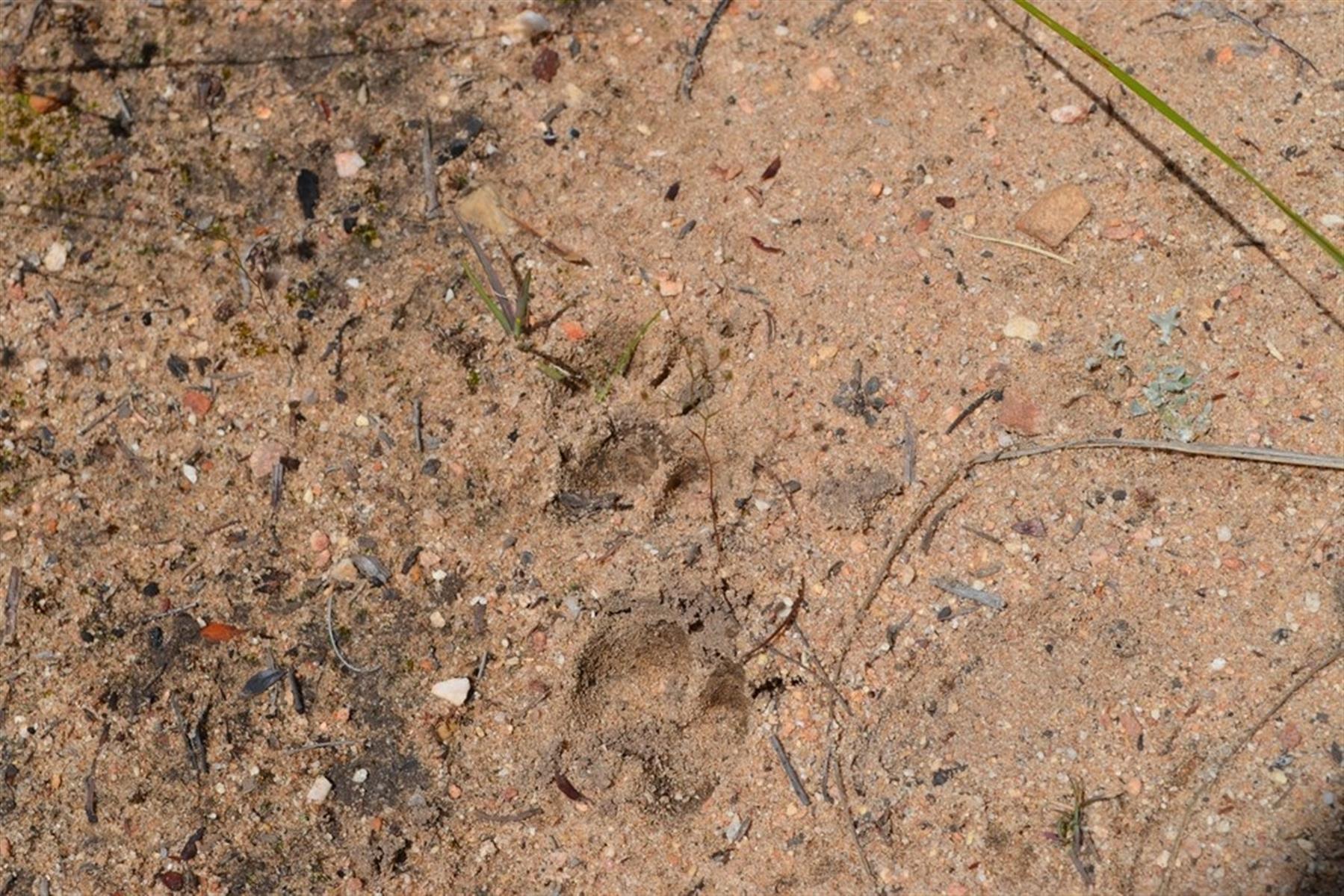 Image 61